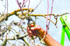 : L’art d’émonder les arbres fruitiers  : L’art d’émonder les arbres fruitiers