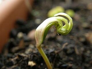 germination